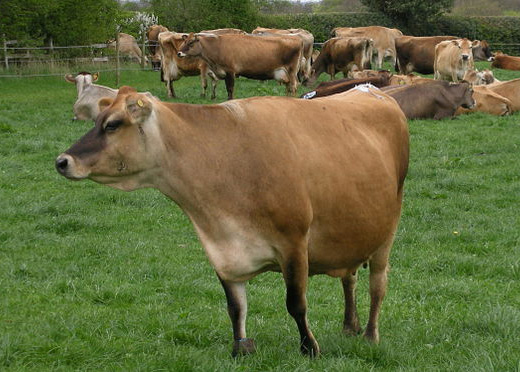 Jan Addison - The Neighbor Lady Cheese Owner & Artisan Cheesemaker